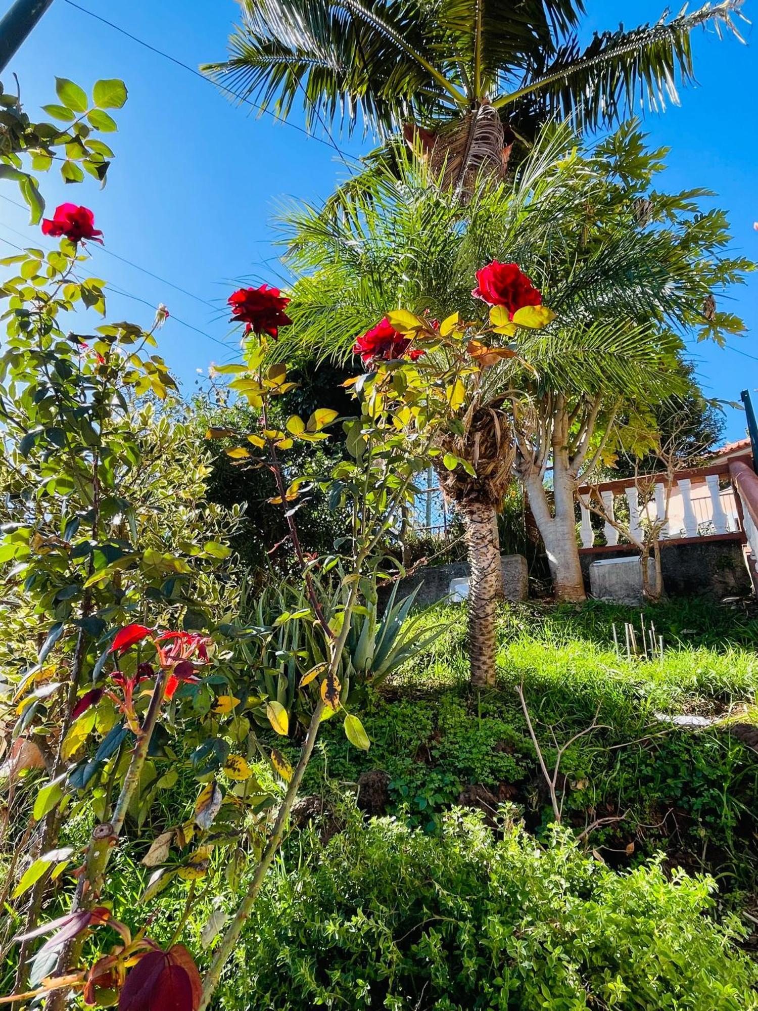 Cozy House Otel Funchal Dış mekan fotoğraf